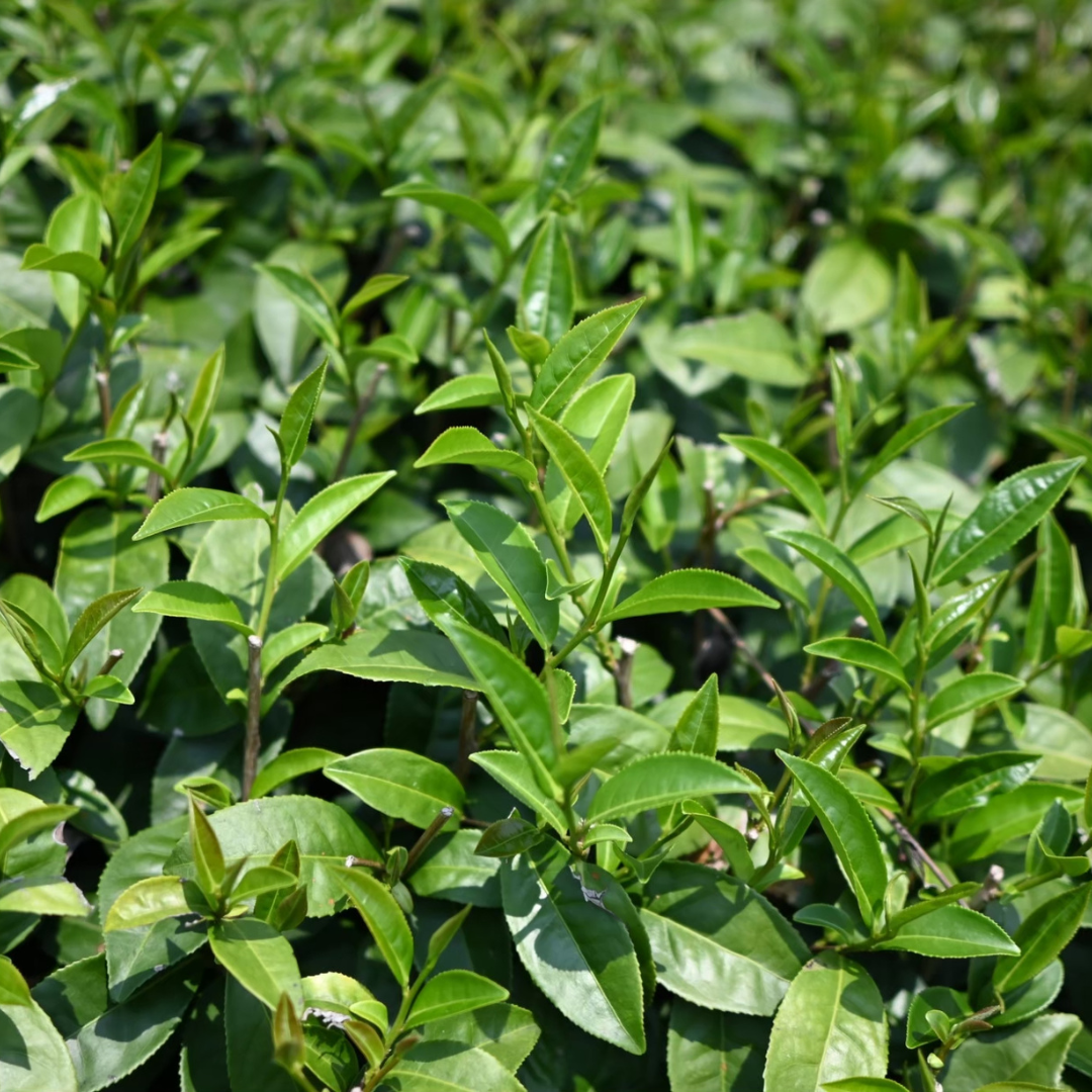 阿里山高山烏龍茶 30g